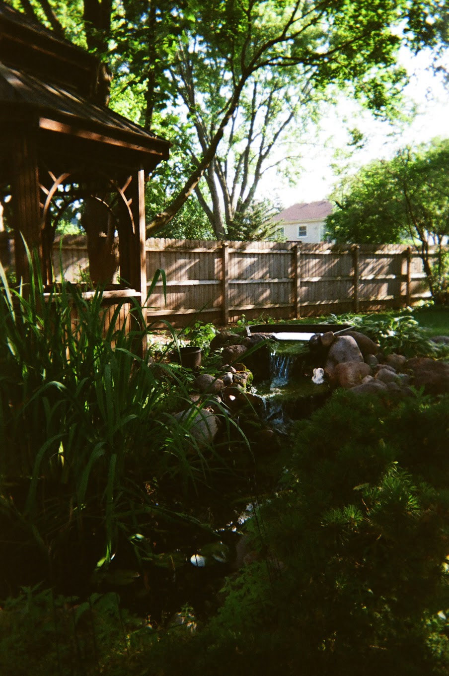 Fujifilm Disposable backyard sample image