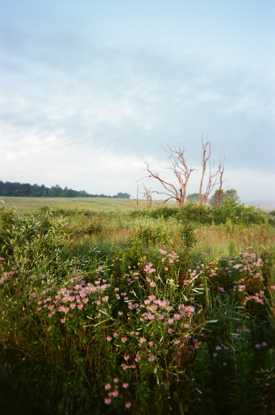 Fujifilm Disposable Sample image 1