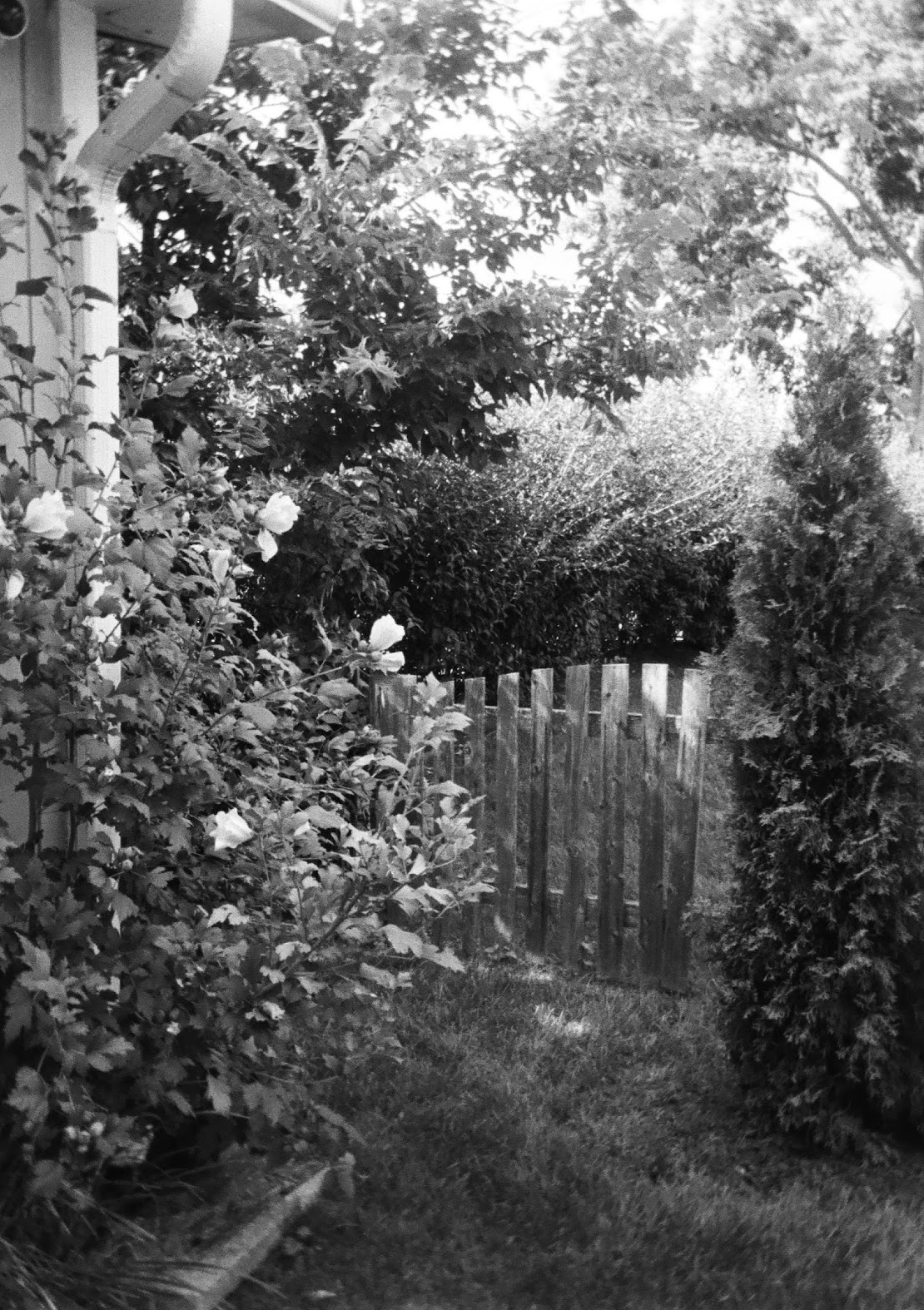 Kodak Ektar H35 Sample image 5